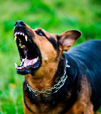 Caracter psicotécnico perros peligrosos