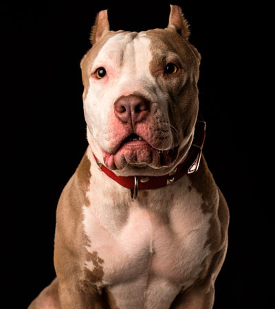 Caracteristicas psicotécnico perros peligrosos